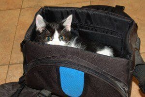 Library Checks Out Kittens